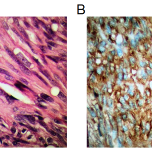 Fig2