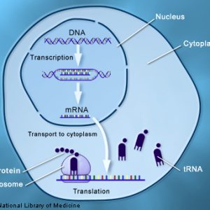 proteinsyn